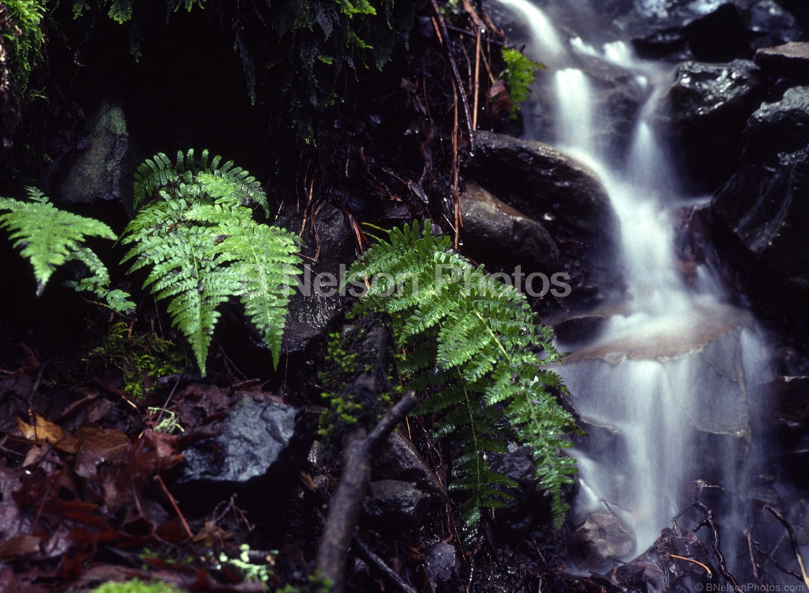 Emerging Ferns