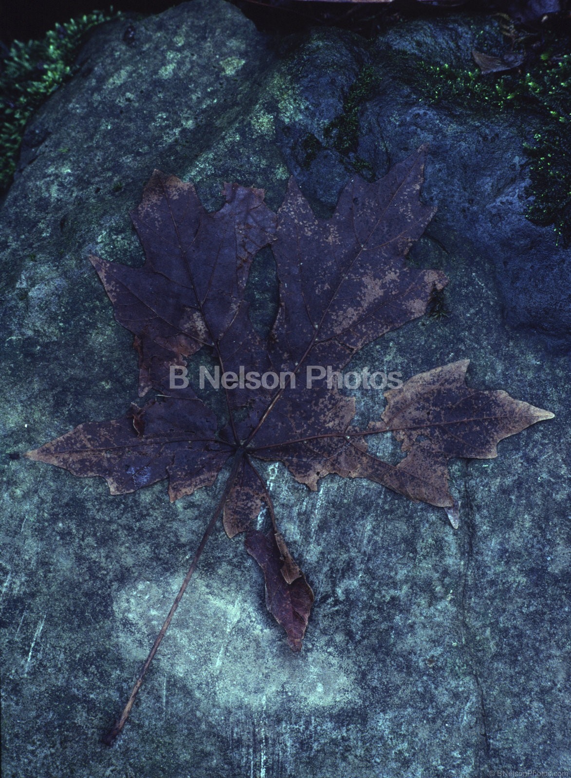 Leaf on Rock