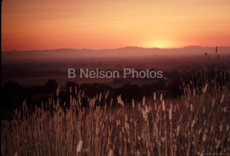 Golden Sunset