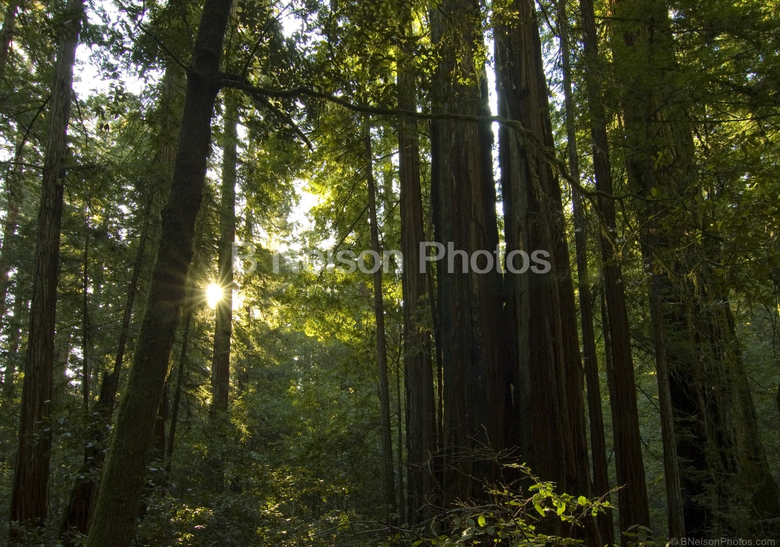 Morning Light in Forest 2