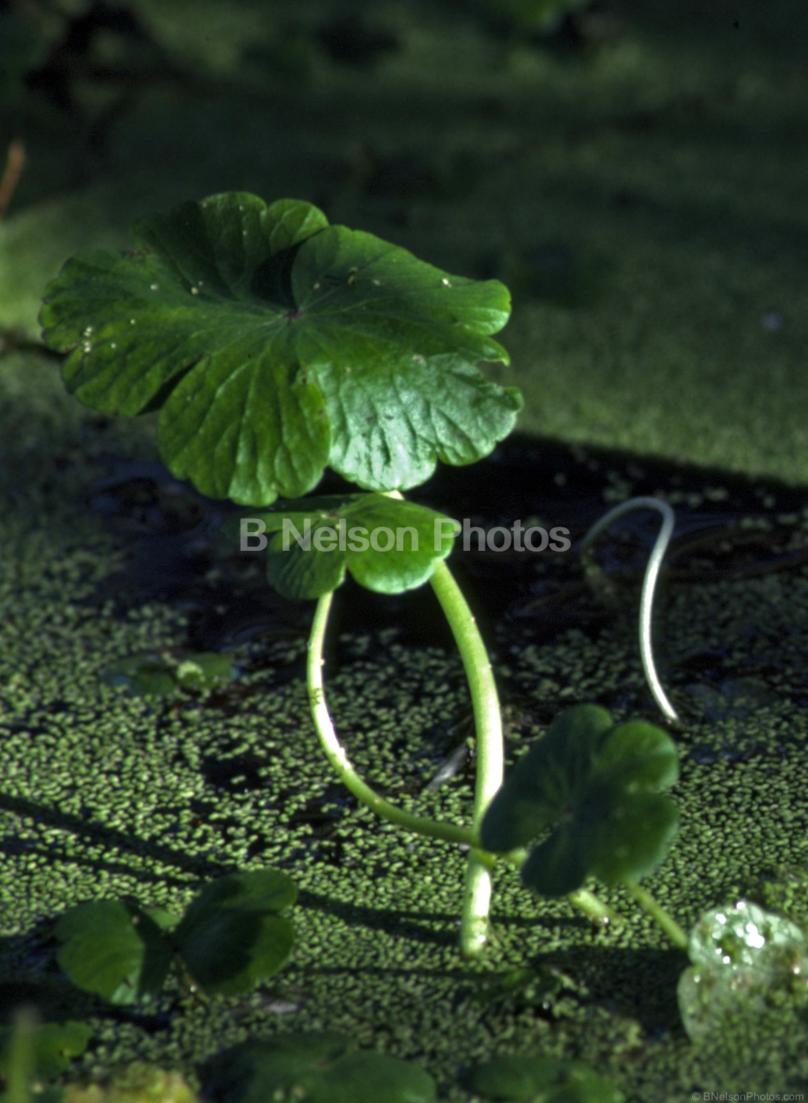 Duck Weed