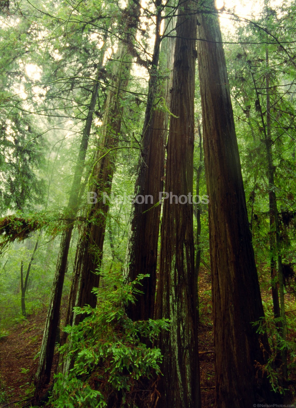 Redwood Trees