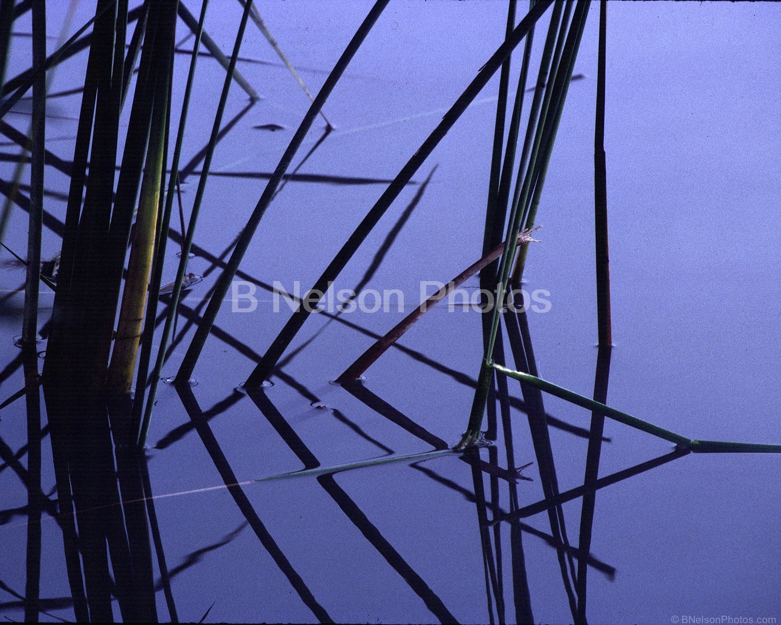 Reeds in Water