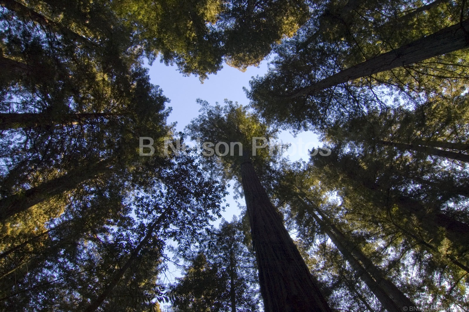 Tree Tops