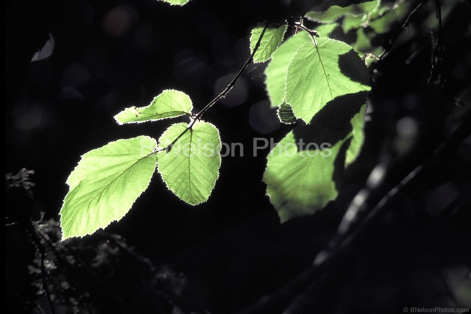 Morninglit Leaves