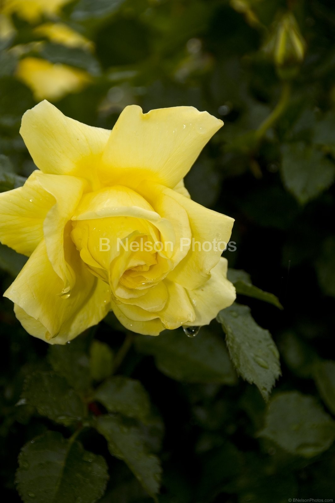 Yellow Rose