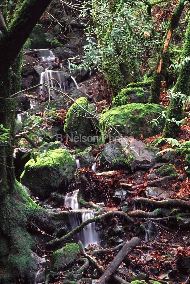 Headwaters of Copeland Creek