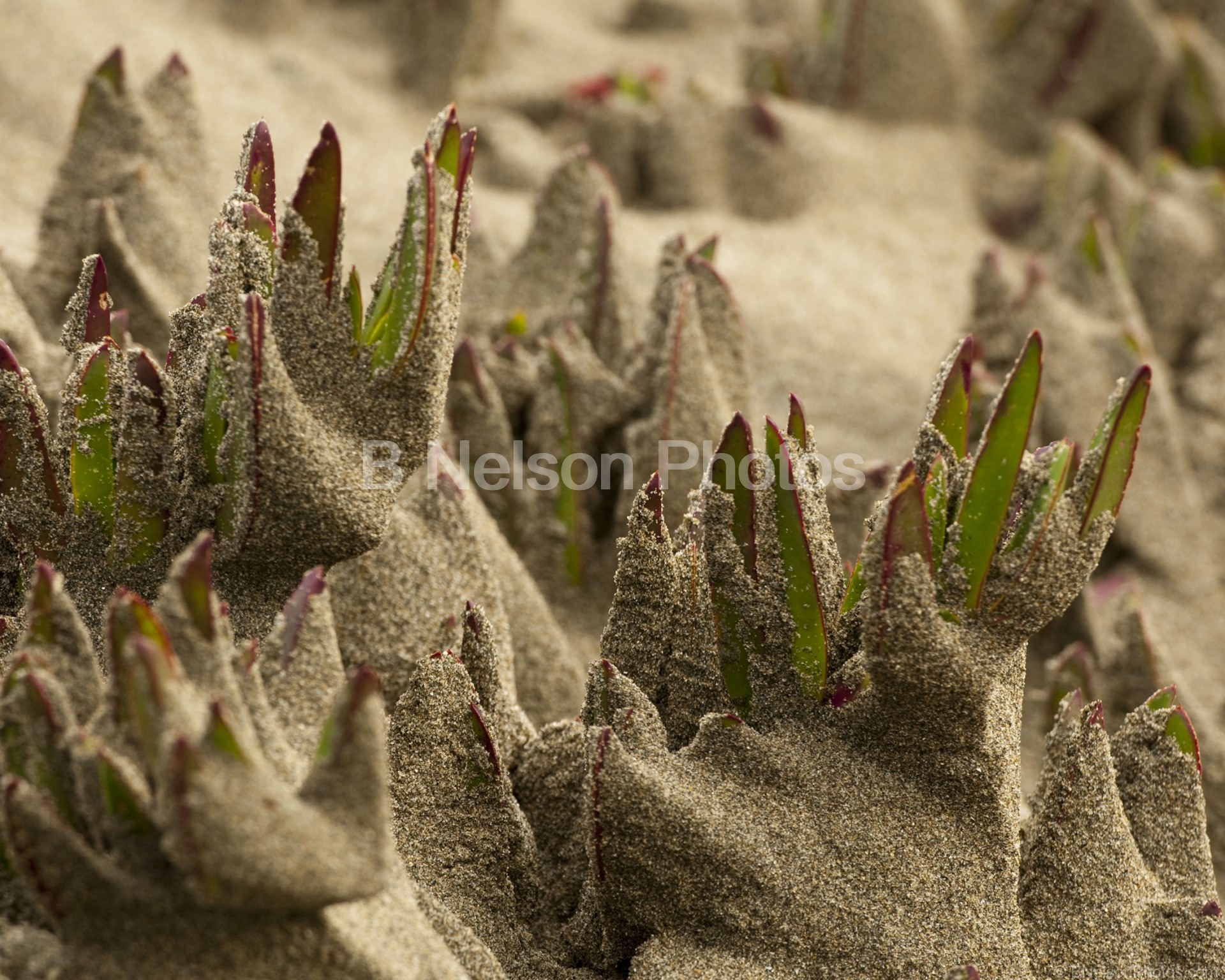 Stormblown Iceplant