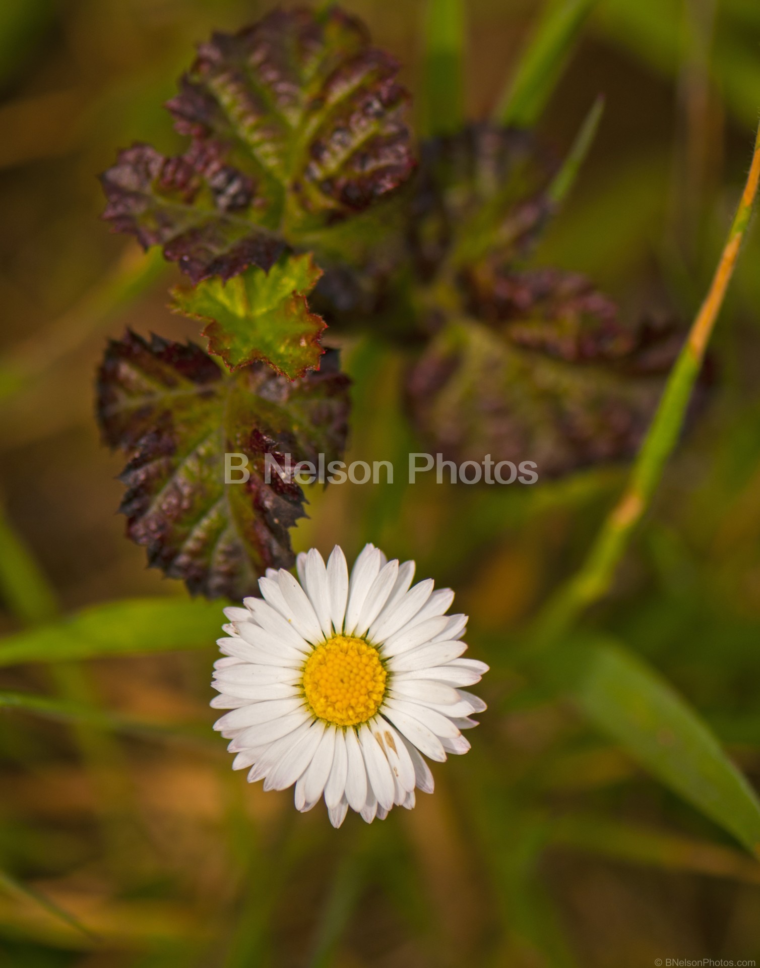 Wildflower near Goat rock