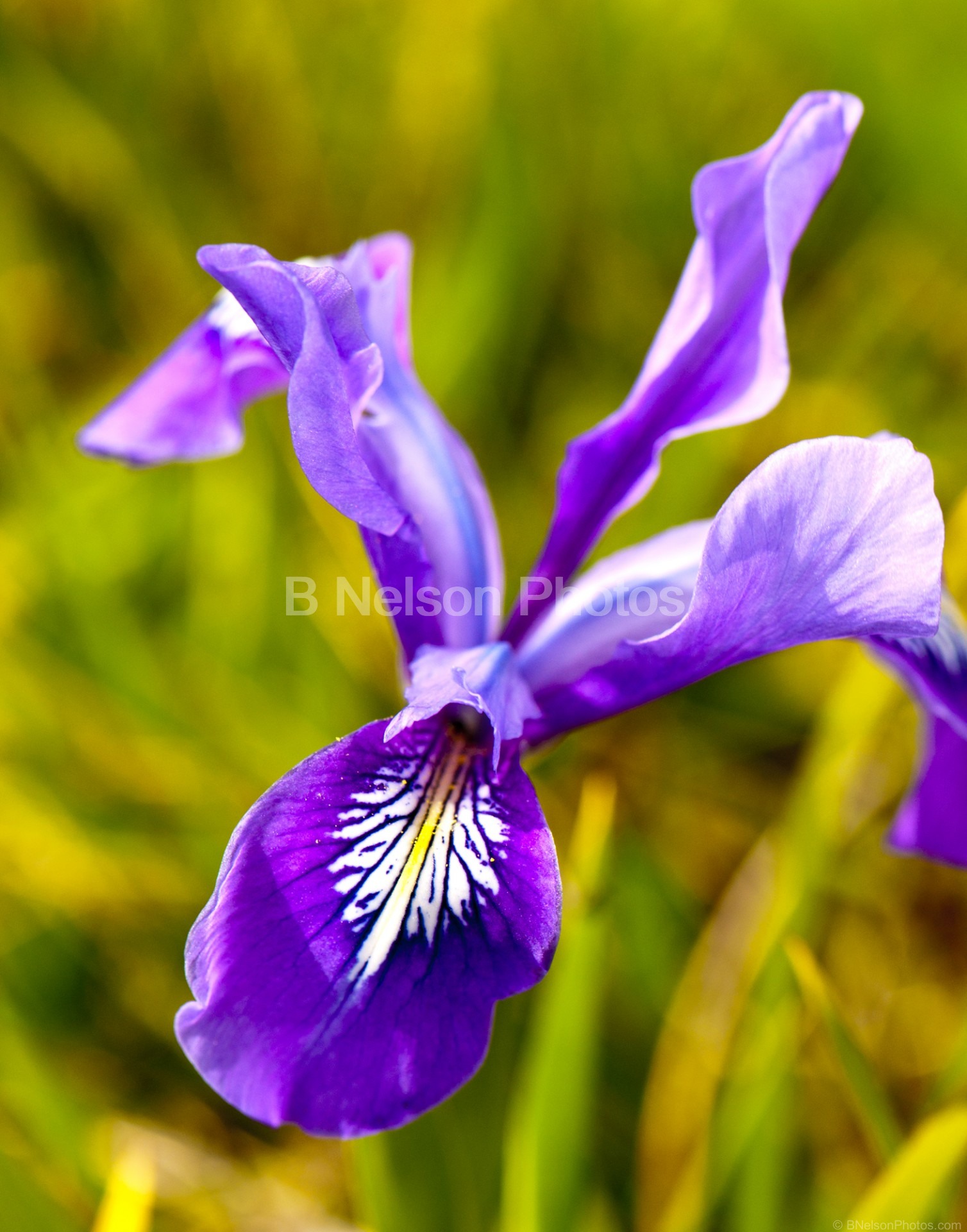 Wild Iris near Goat Rock