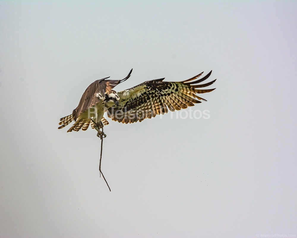 Osprey landing