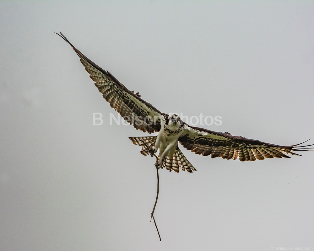 Osprey landing 2