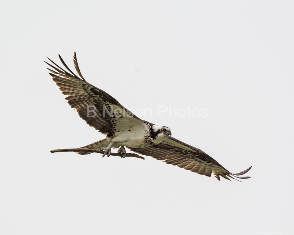 Osprey in Flight 3