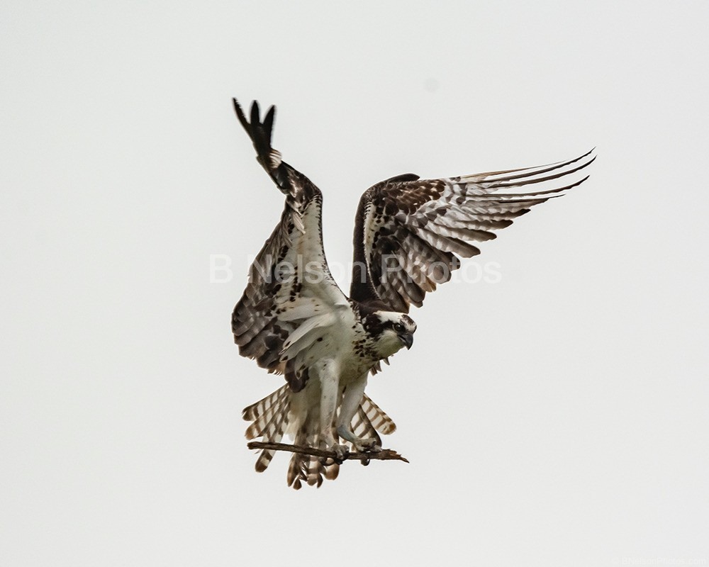 Osprey in Flight 2