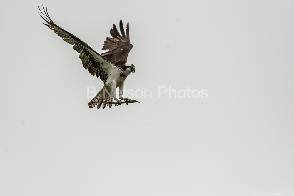 Osprey Floating in Air