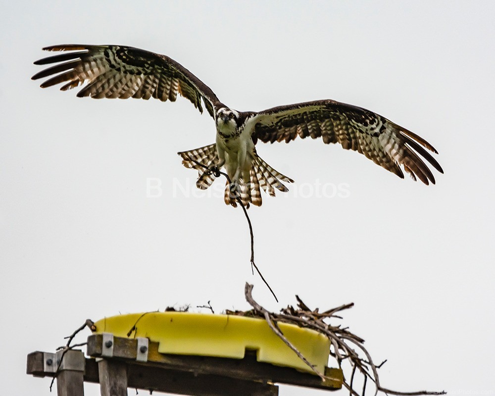 Osprey Building Nest