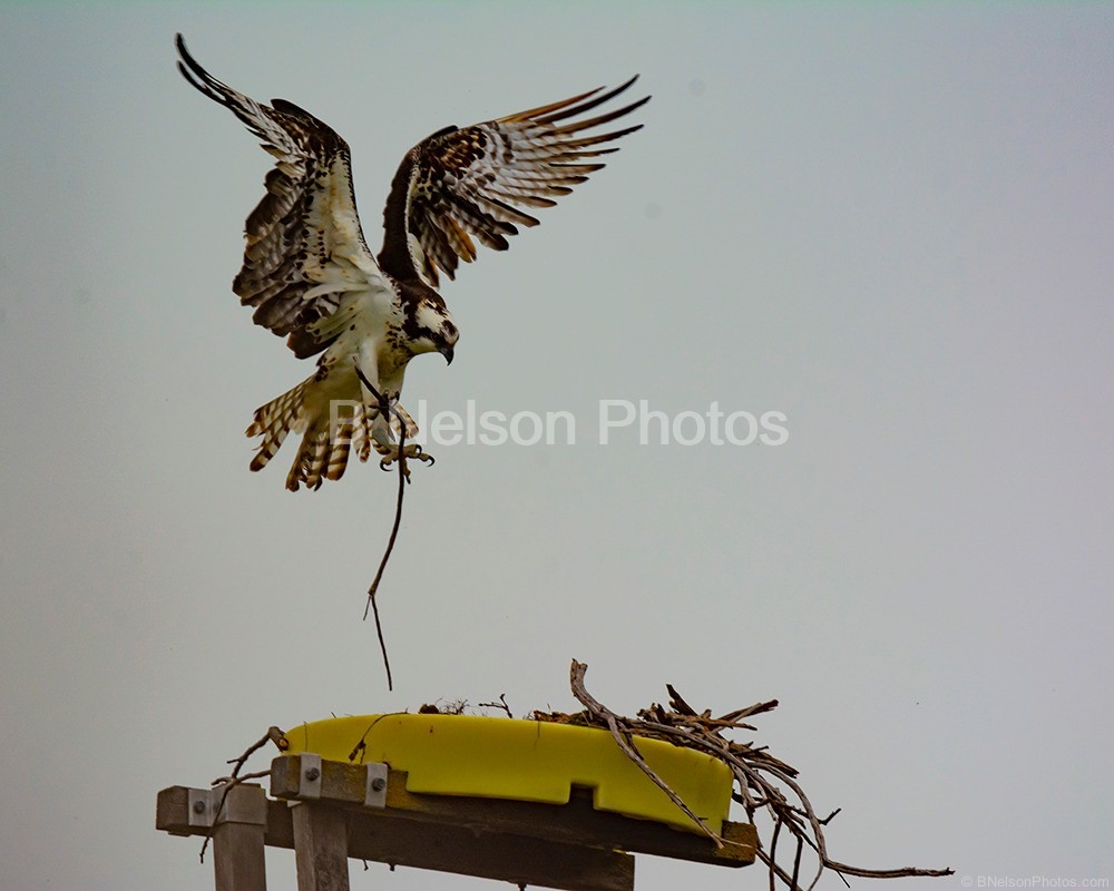 Osprey Building a Home