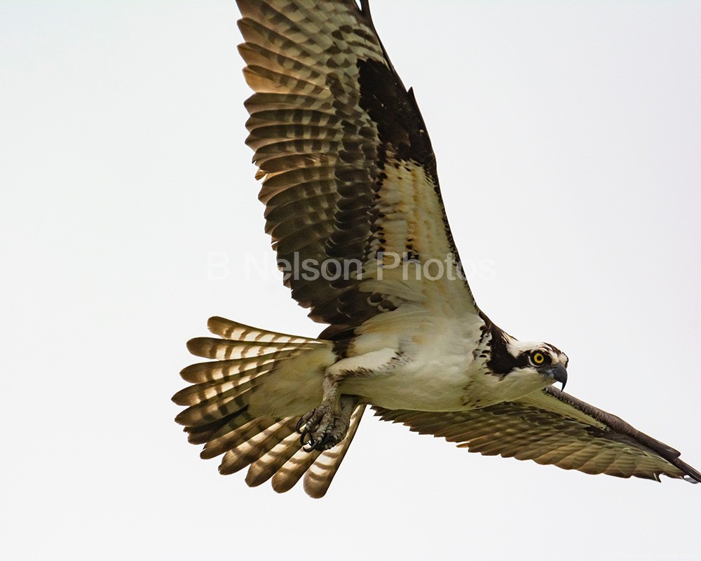 Big Osprey in Flight