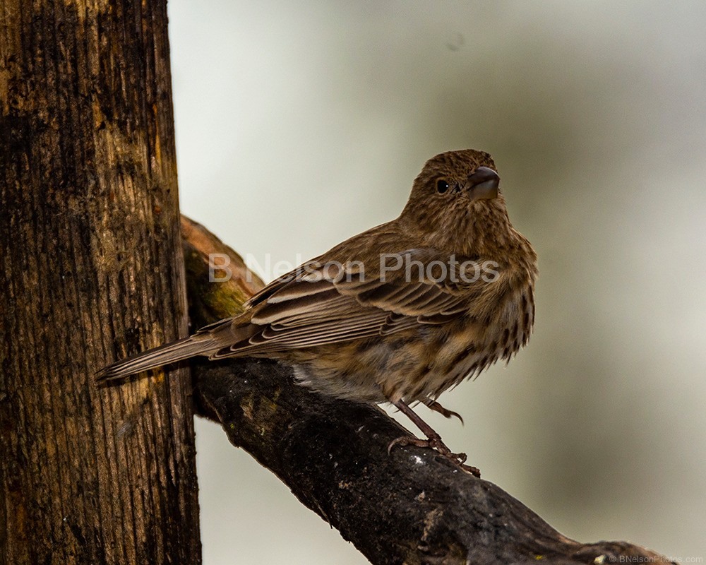 Female House Wren 2