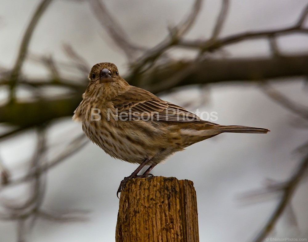 Female House Finch