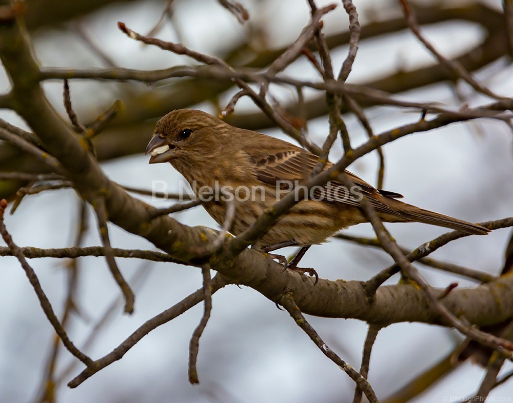 Female House Finch 2