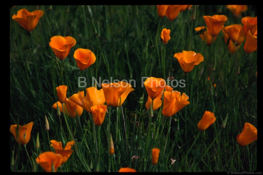 Sunkissed  Poppies 