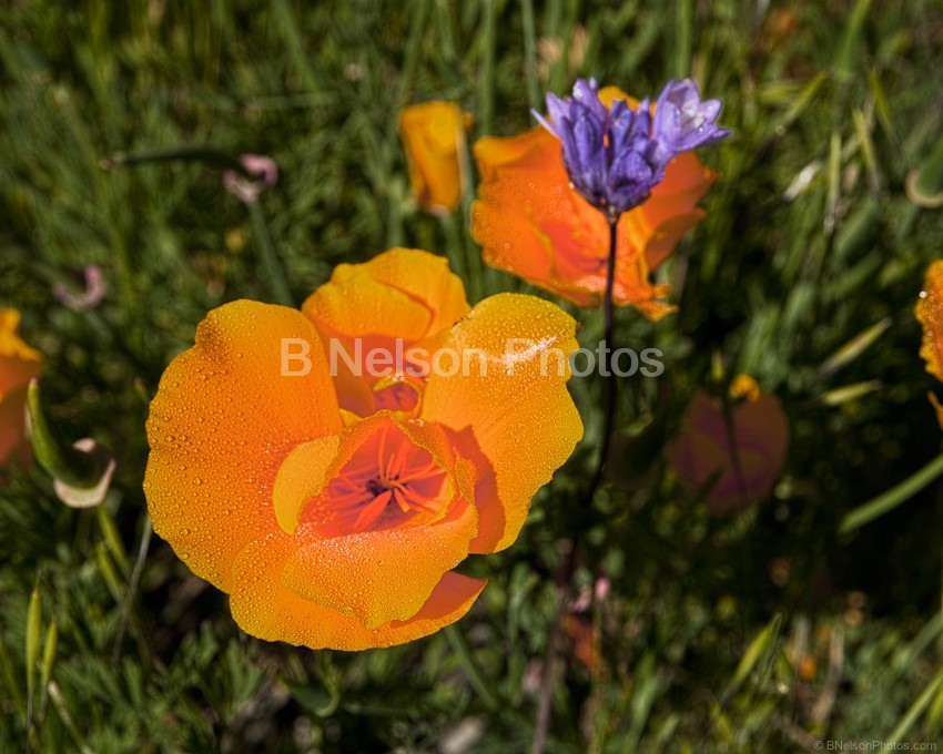 Poppies with dew