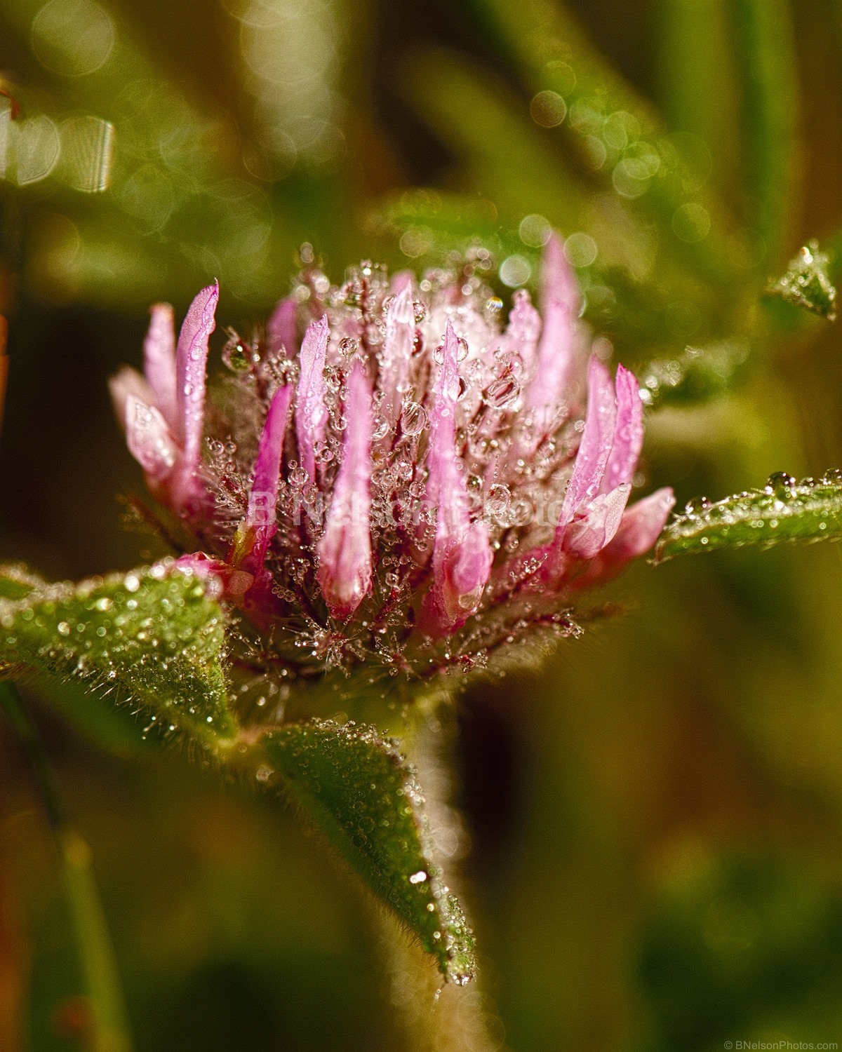 Red Clover