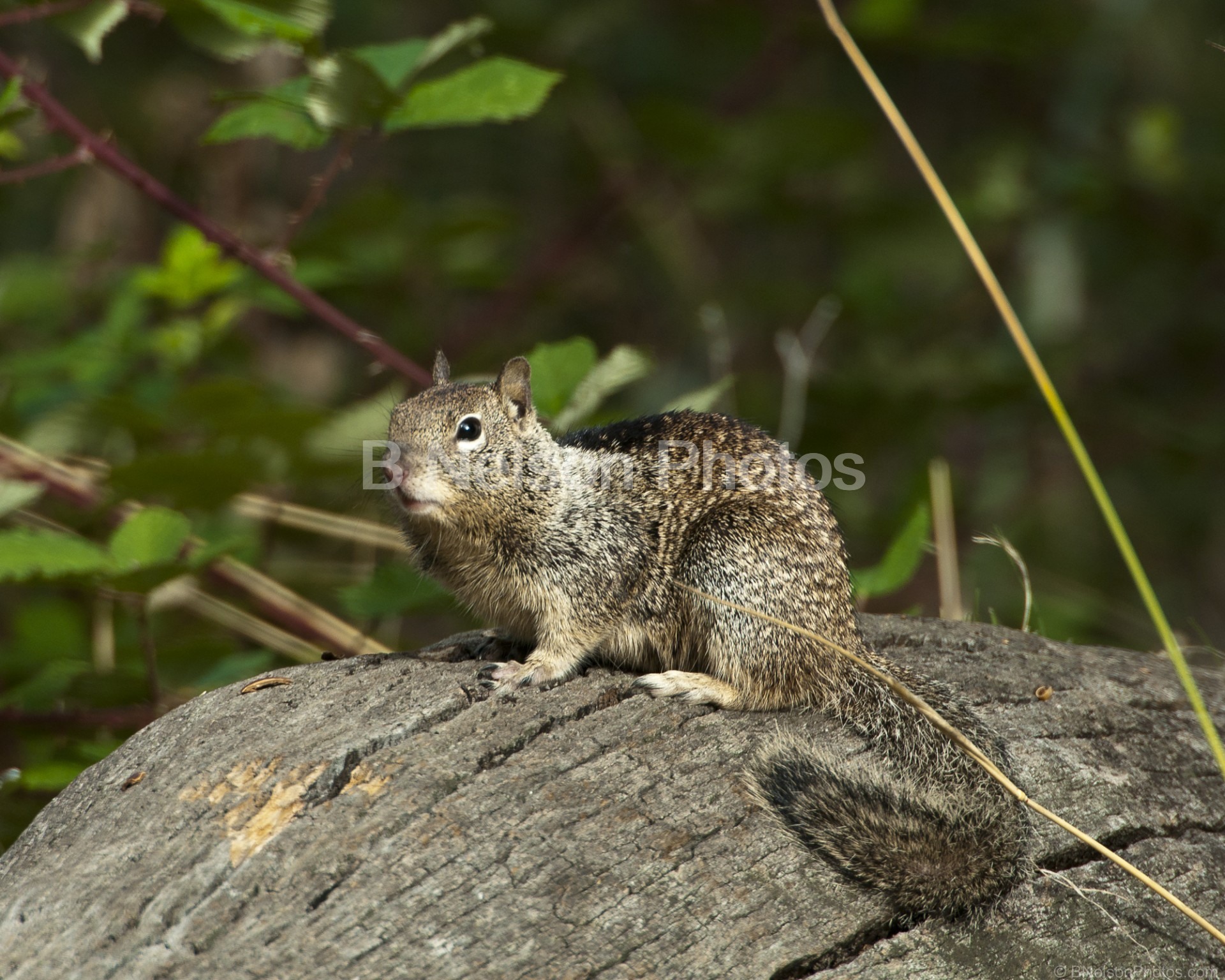 Posing squirrel