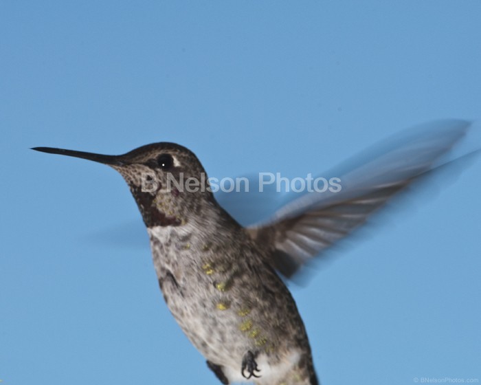 Hummingbird in flight