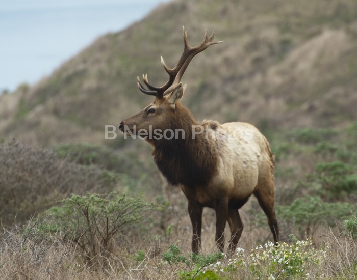 Gazing Elk