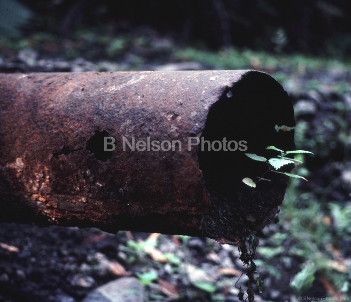 Pipe With Flora