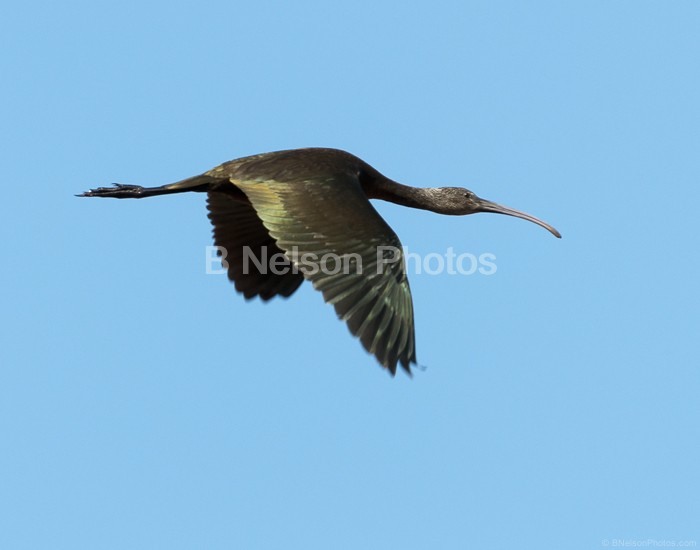 Glossy Ibis  11x14  