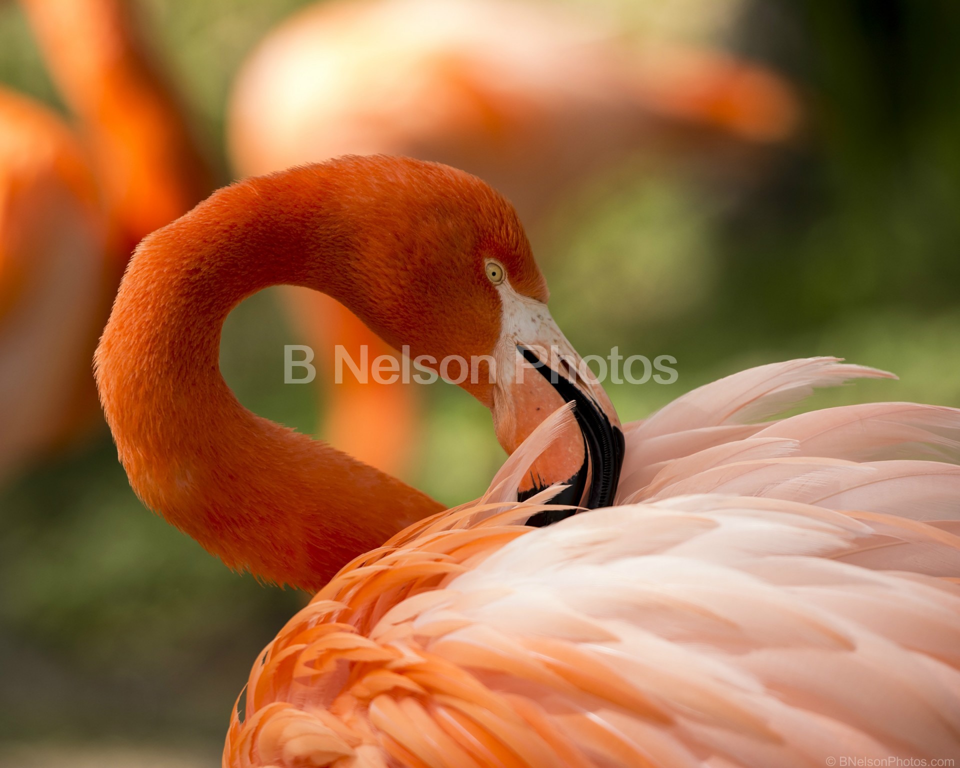 Flamingo Preening