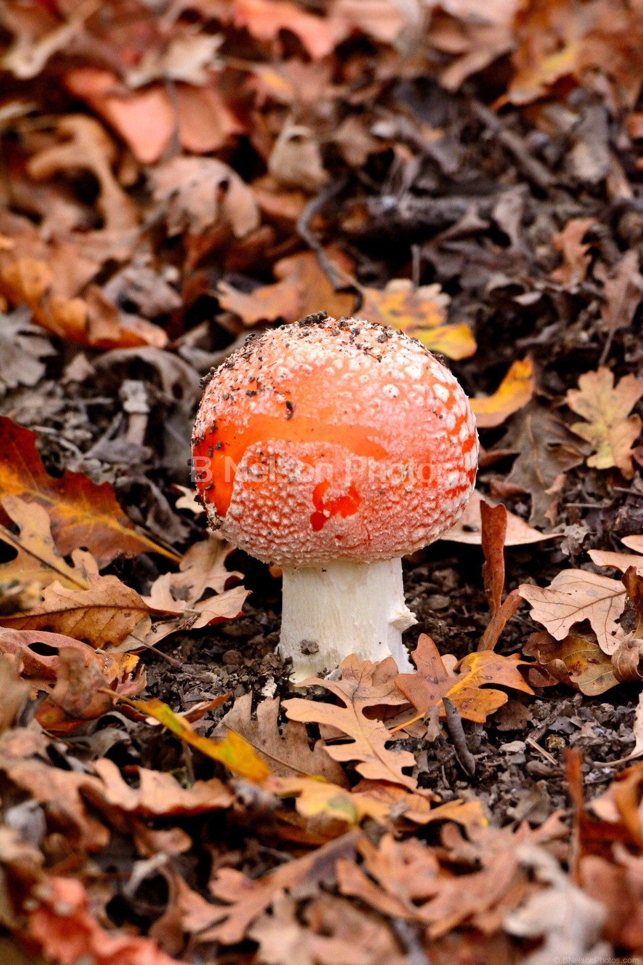 Winter Mushroom