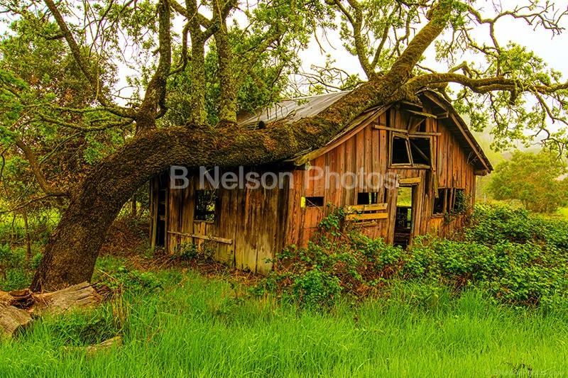 Oak Tree Over Building