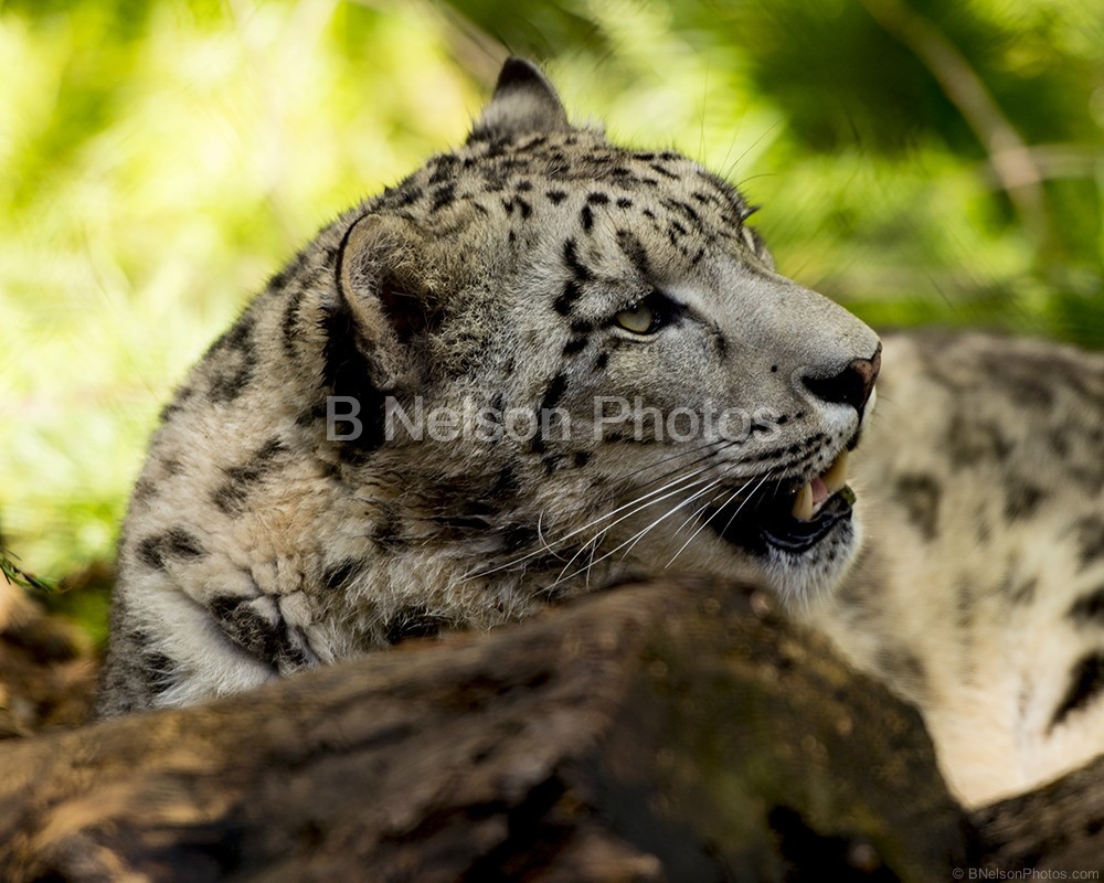 Snow Leopard