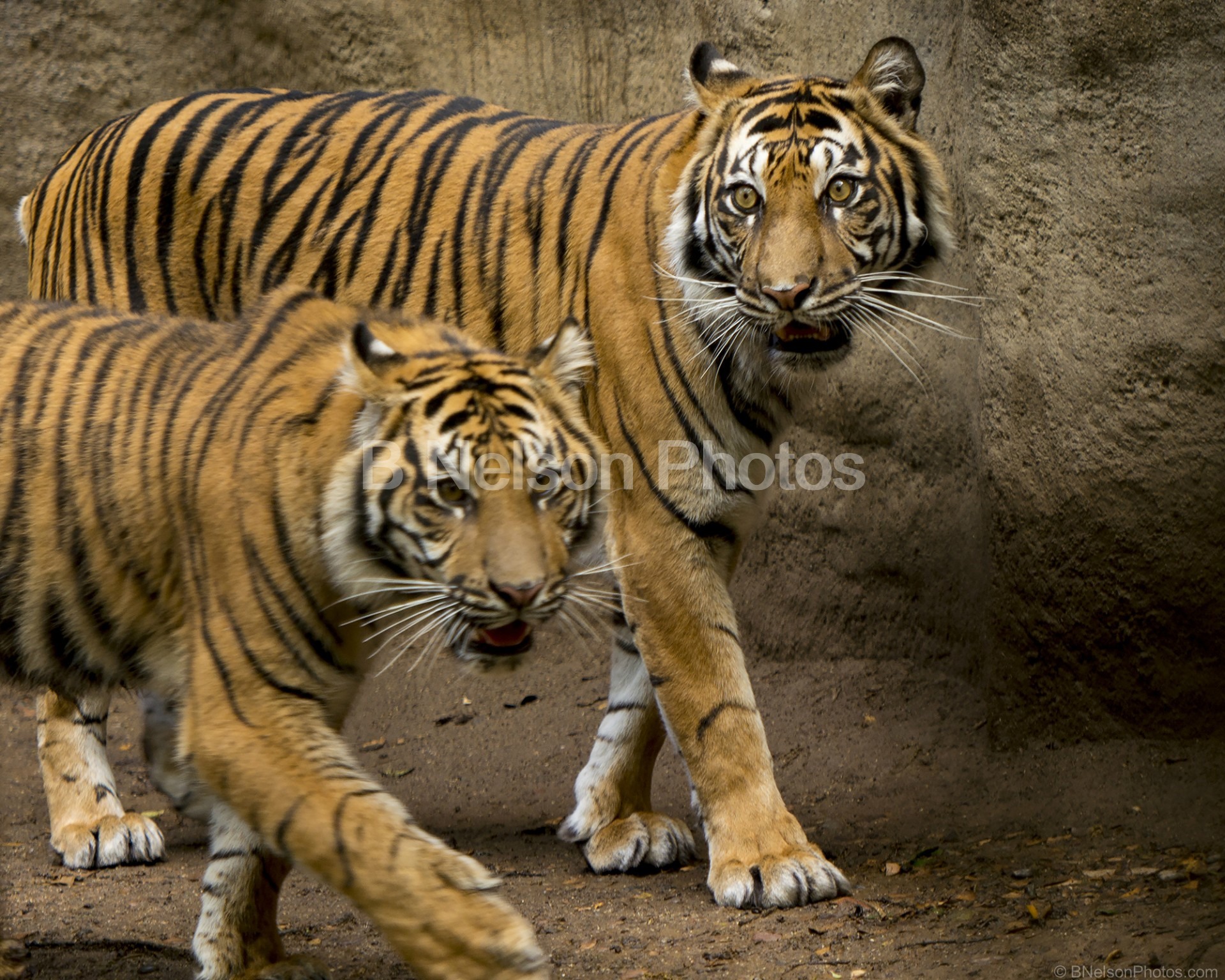 Bengal Tigers 