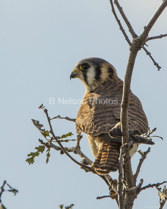 American Kestrel