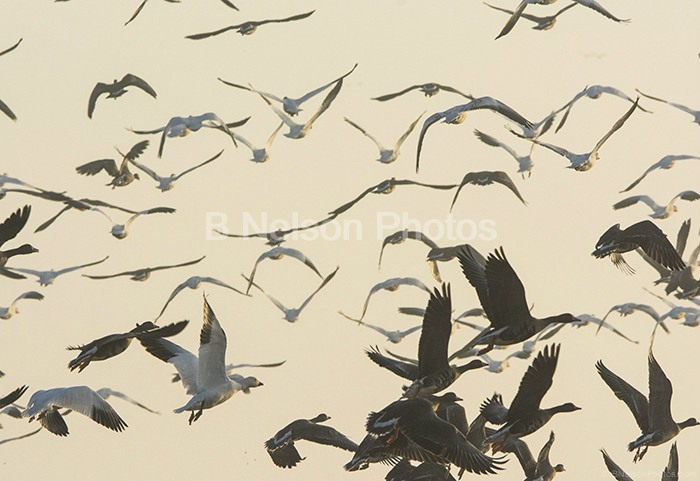 Early Morning Gagle of Geese