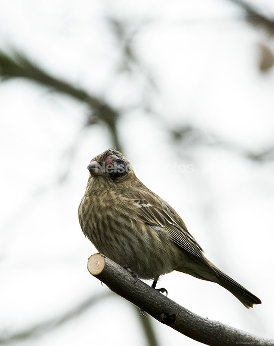 Female Finch with bad eye