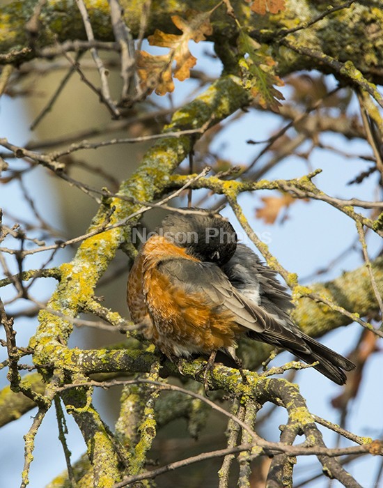 Robin preening