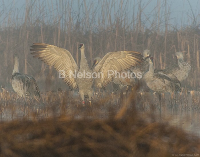 Sandhill Crane in Fog