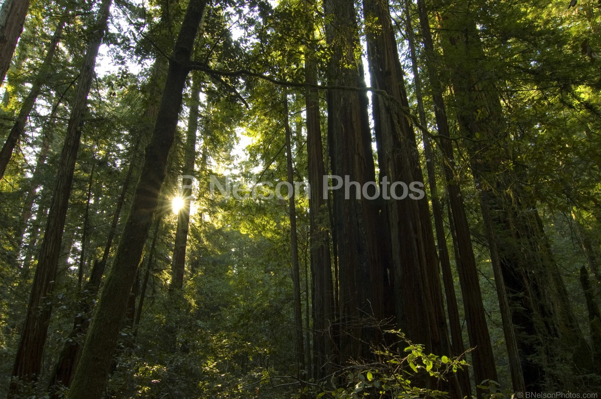 Morning Light in Forest  