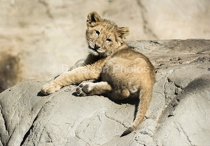 Sunning Cub