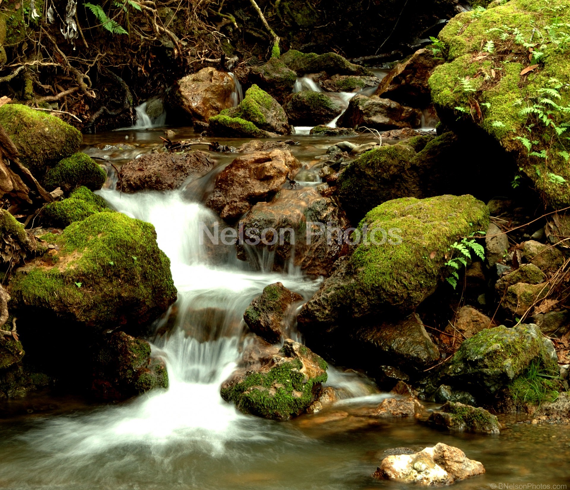 Armstrong Redwood Stream 