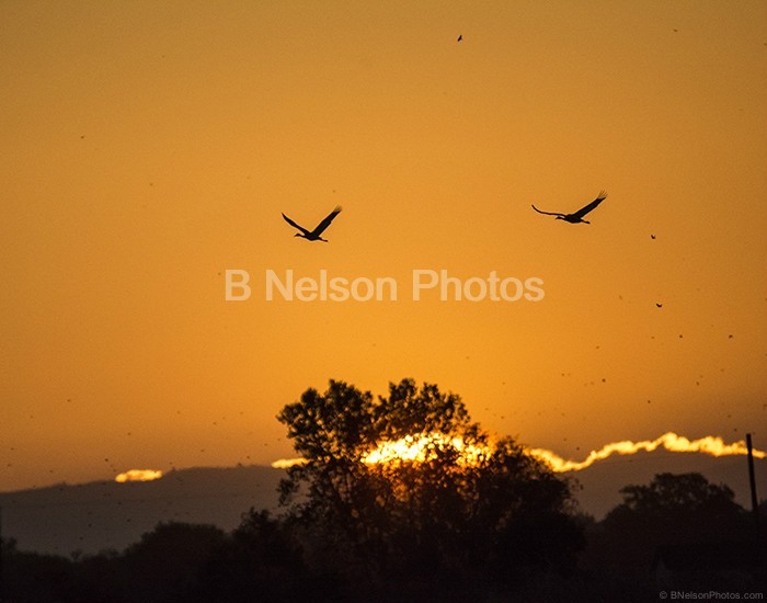 Sandhill Cranes in Sunrise