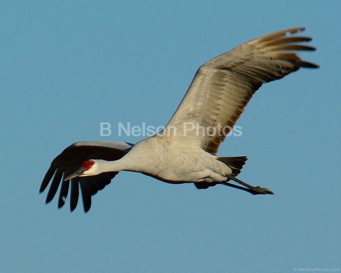 Sandhill Crane in Flight