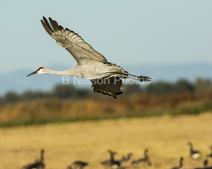 Sandhill Crane in Flight6