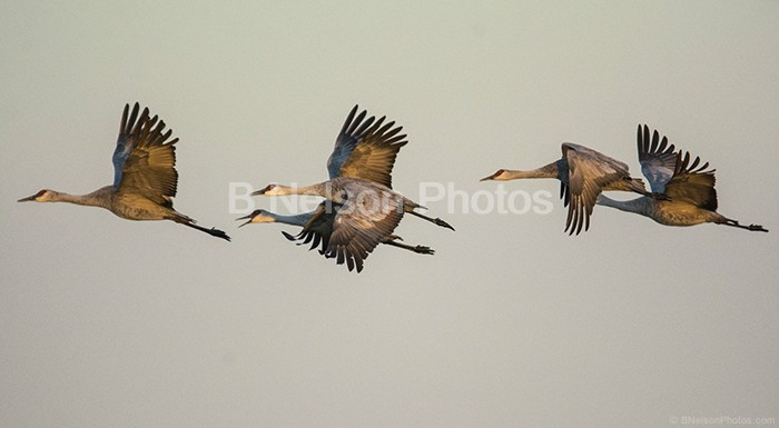 Cranes in a row